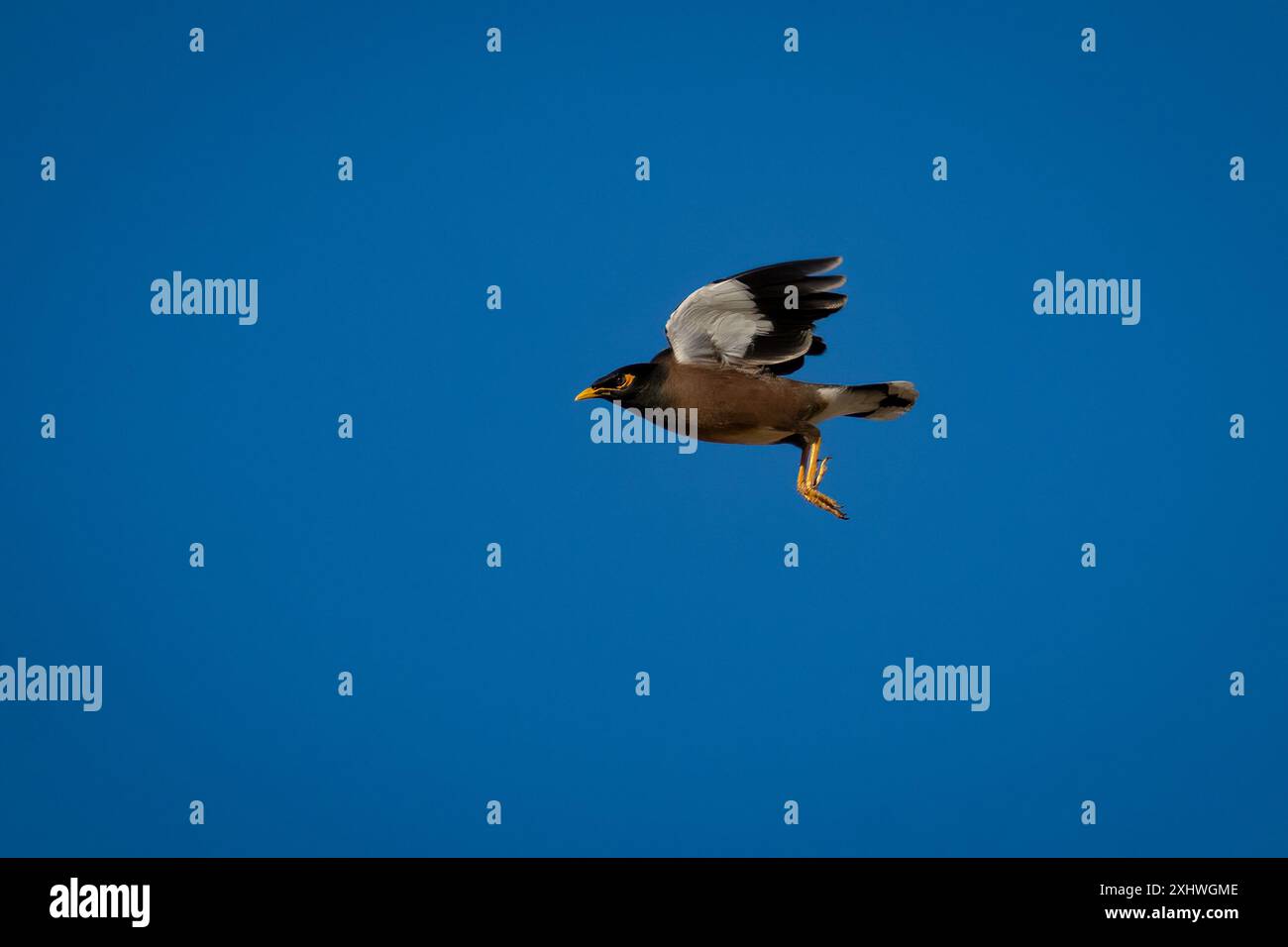 An Indian myna bird, its wings spread at midflight, in a clear blue sky ...