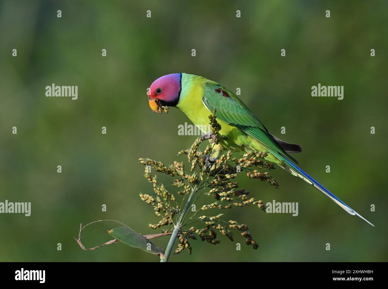 Plum-headed Parakeet - A Beautiful bird from parakeet family from India. Stock Photo