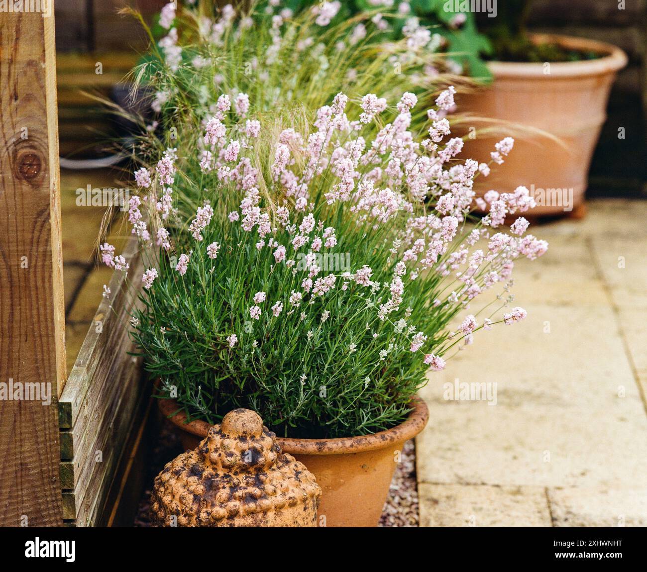 lavender plant growning in a teracotta pot. Medstead, Alton, Hampshire. Stock Photo