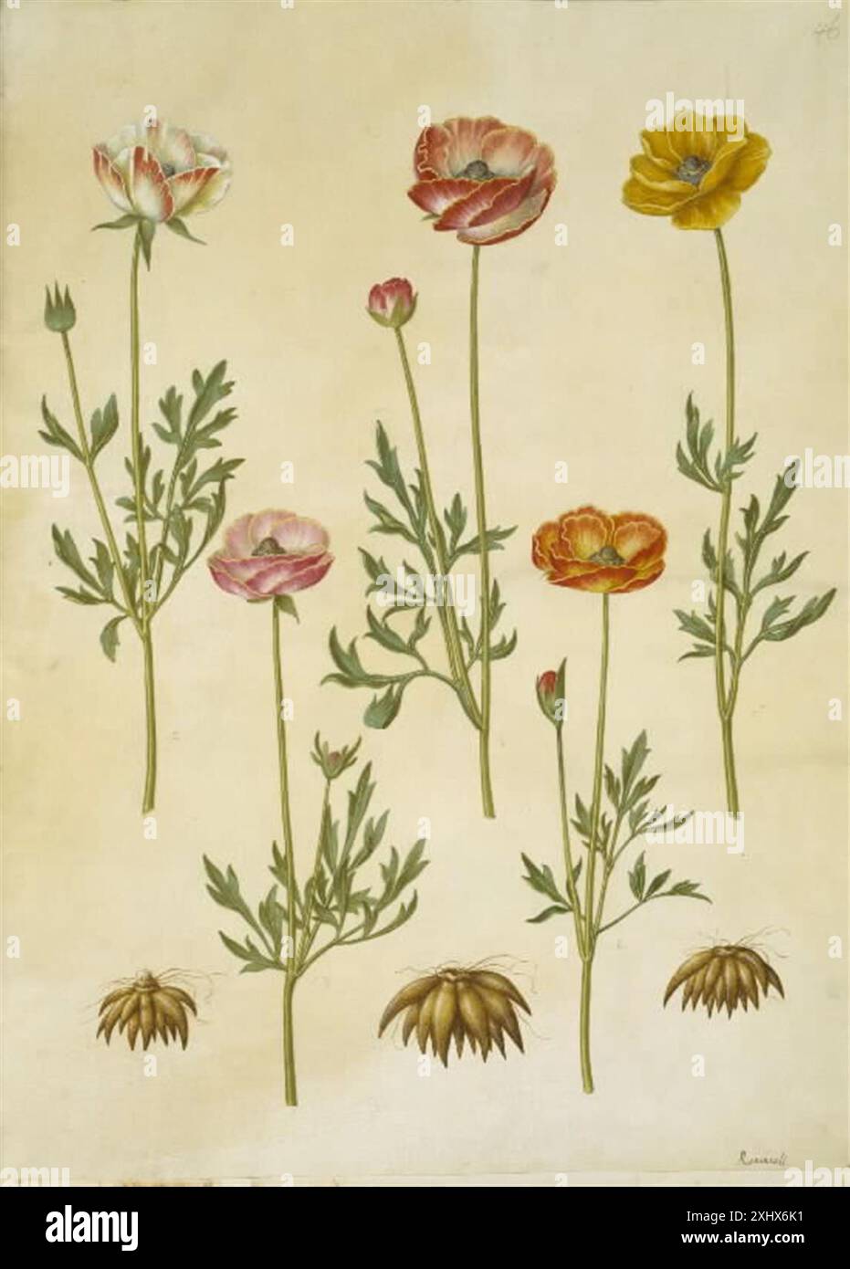 Gouache drawing of Ranunculus asiaticus by Holtzbecker and Merian ...