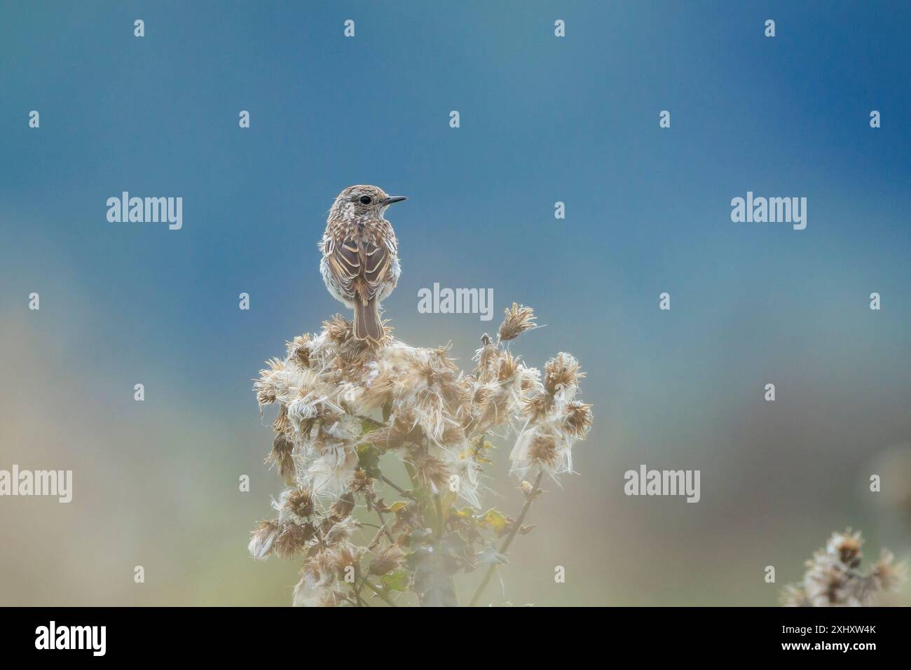 Stonechat, Saxicola rubicola, juvenile bird close-up singing in the morning sun Stock Photo