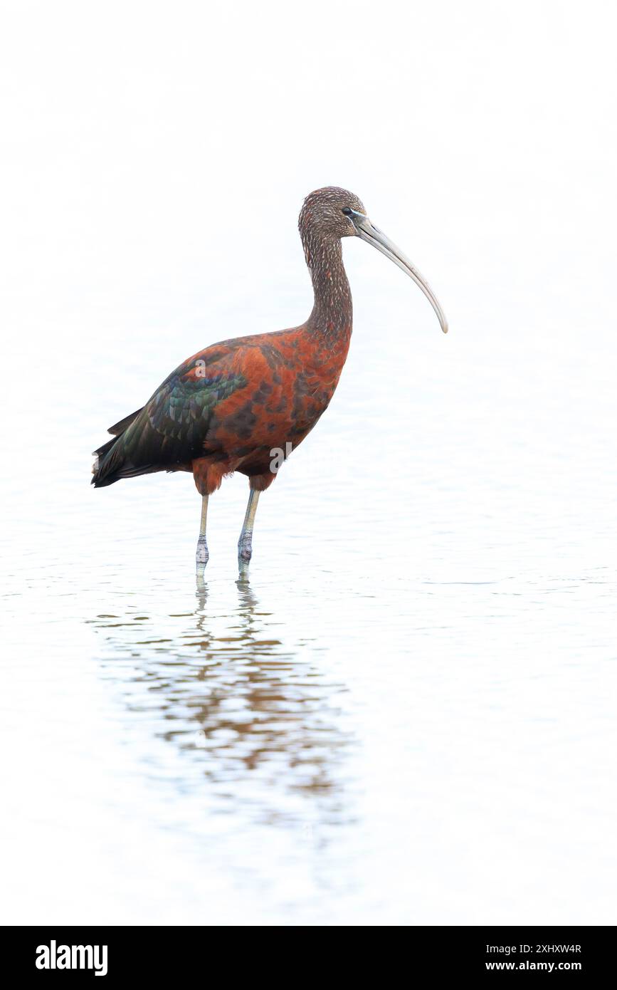 Closeup of a Glossy ibis, Plegadis falcinellus, wader bird in breeding ...