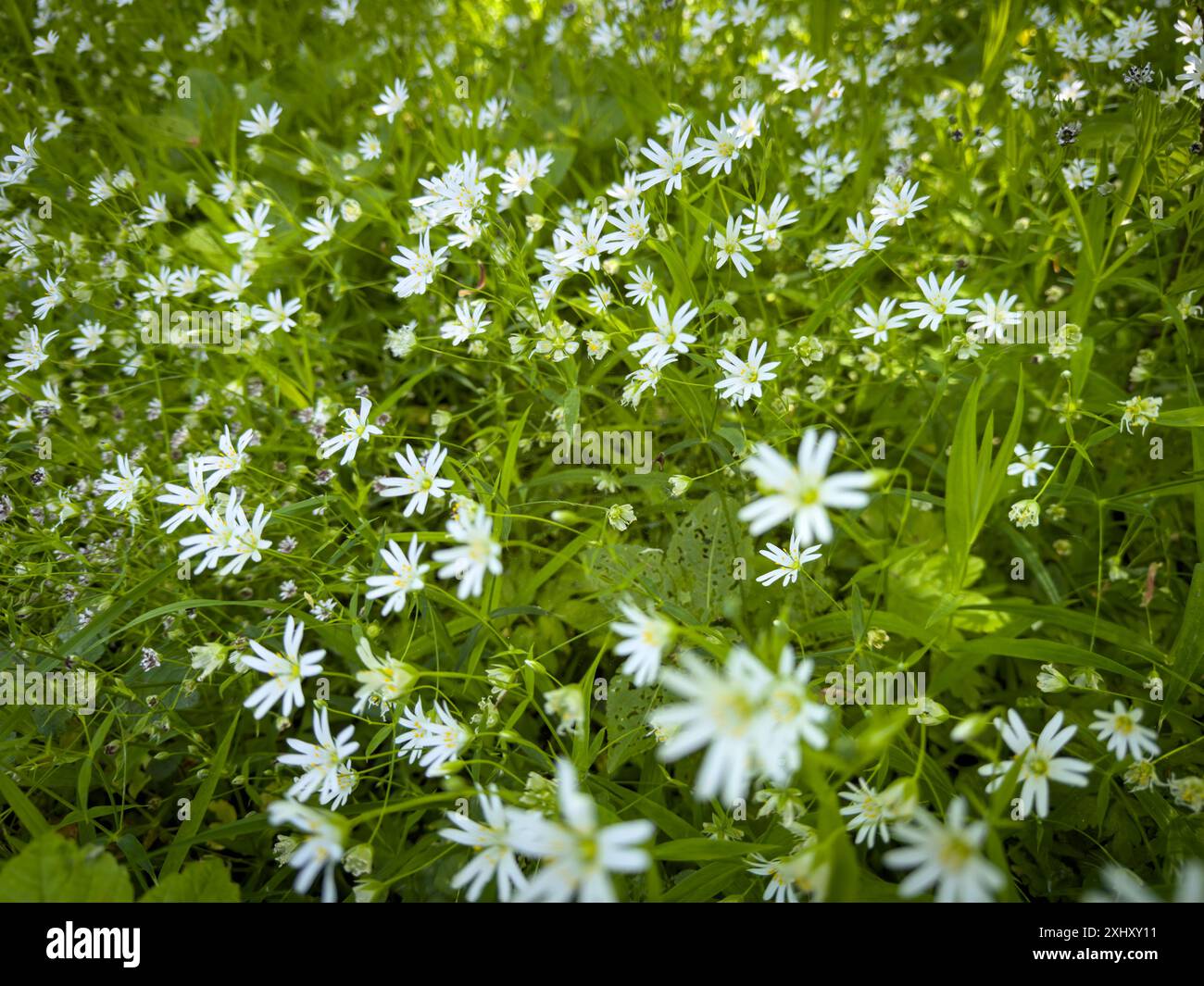 Wildflowers in lush field hi-res stock photography and images - Alamy