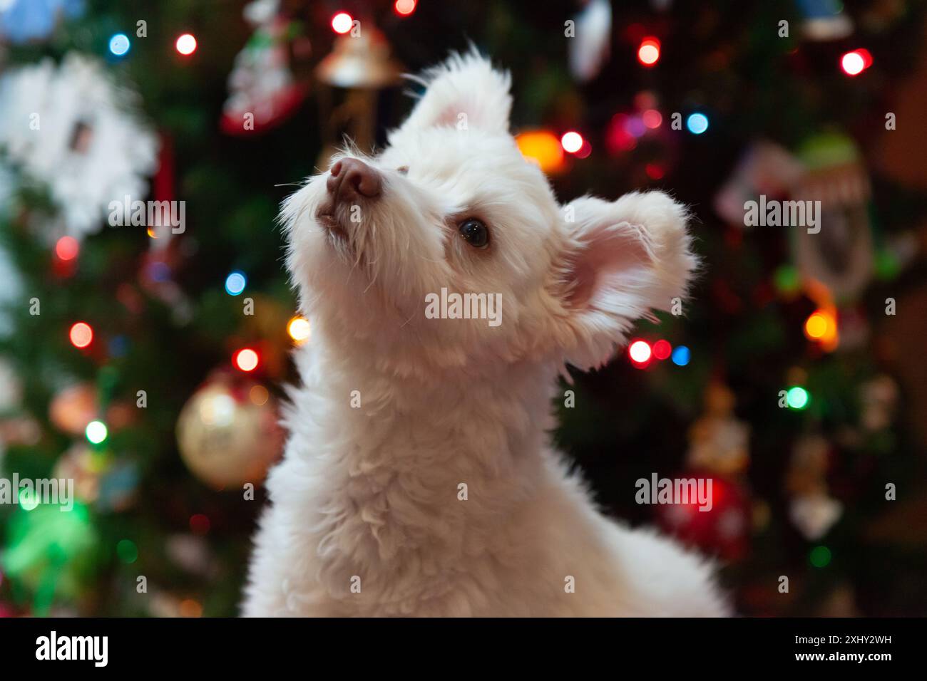 A white dog looks up while sitting in front of a Christmas tree Stock Photo