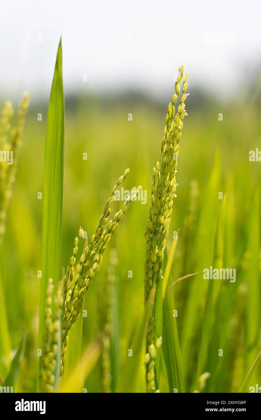 Tall Rice Twitter Paddy field tall rice crop hi-res stock photography and images - Alamy