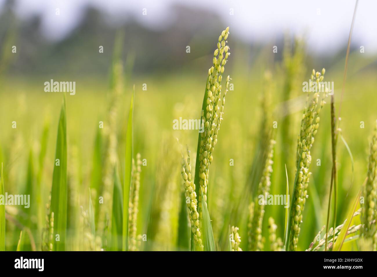 Tall Rice Twitter Paddy field tall rice crop hi-res stock photography and images - Alamy