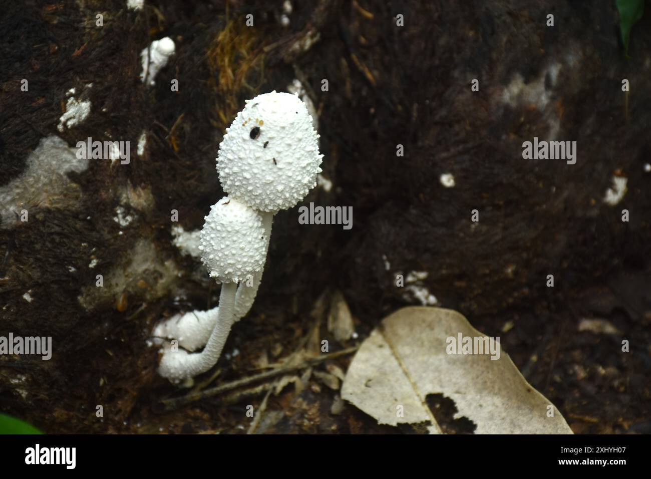 Breeding ground of fungus hi-res stock photography and images - Alamy