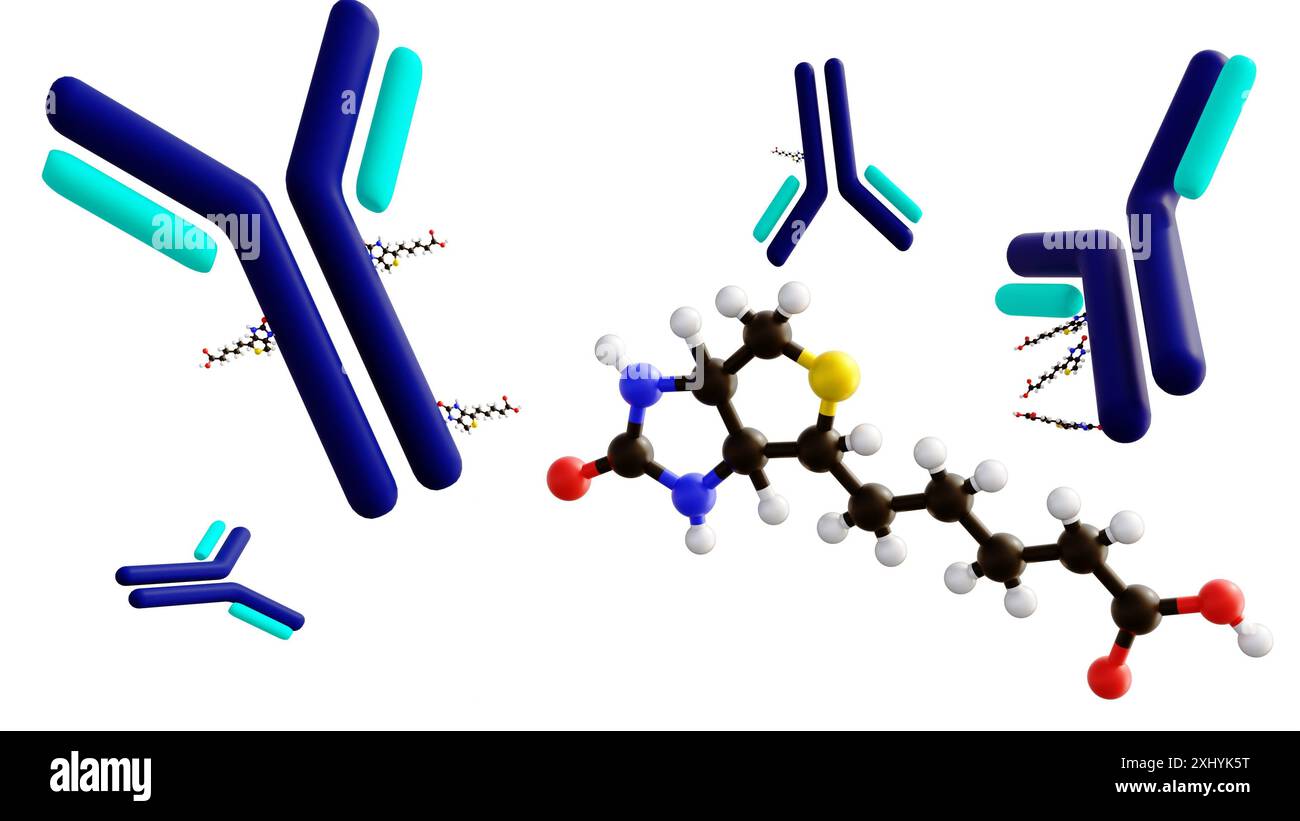 3D rendering of biotinylated antibody, an engineered protein designed to bind to specific molecules. Stock Photo