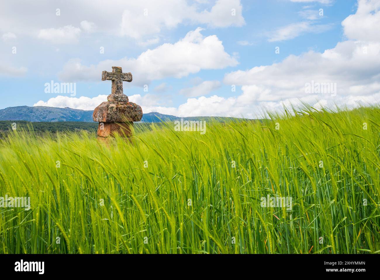 Cultivos cultivos trigo cereal hi-res stock photography and images - Alamy