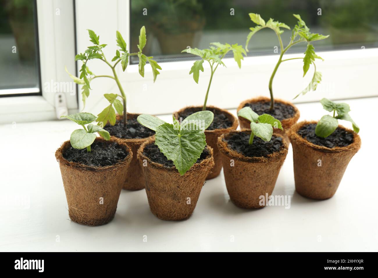Many cucumber and tomato seedlings growing in pots on window sill Stock ...