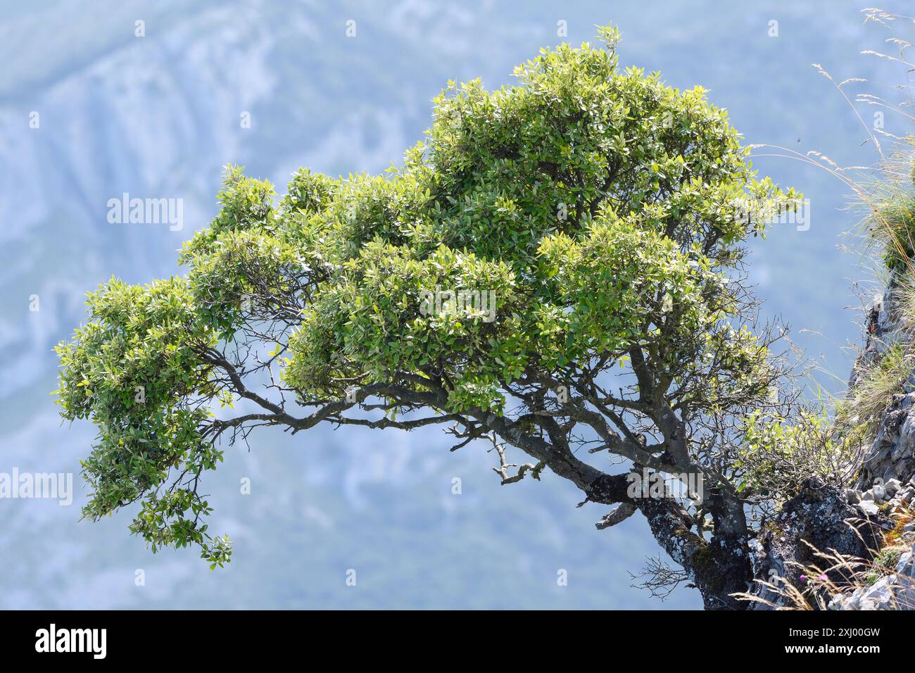 Closeup of an oak hanging on a limestone wall Stock Photo