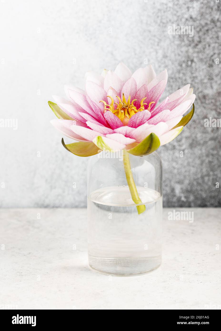 2 white porcelain ceramic stoneware vase statue 2024 pink lotus flower Chinese Asian