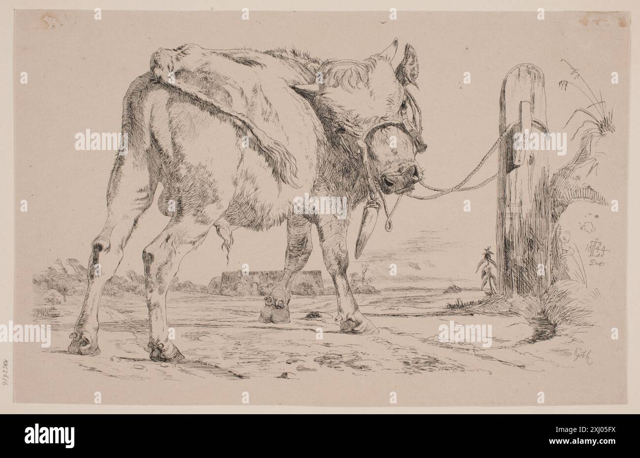 An engraving by Johan Thomas Lundbye depicting a bull calf tied to a ...