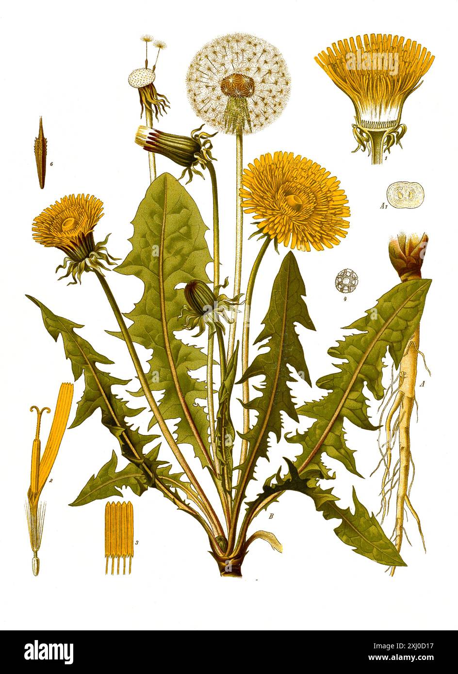 Taraxacum Officinale Historisch Hi res Stock Photography And Images Alamy taraxacum-officinale-historisch-hi-res-stock-photography-and-images-alamy
