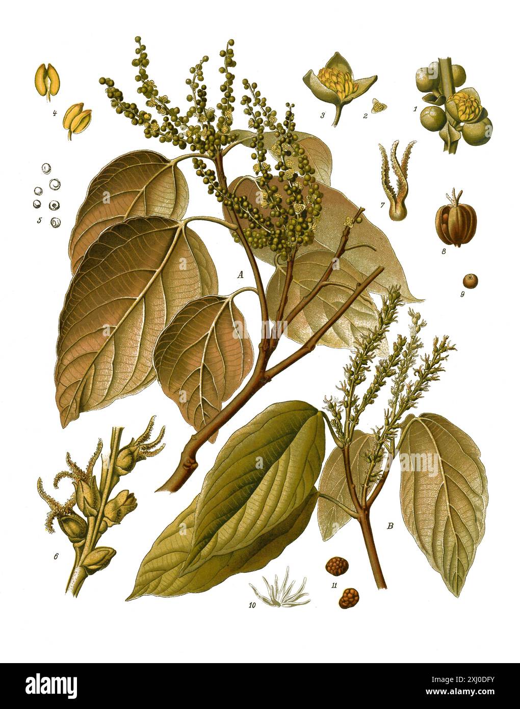Heilpflanze, Kamalabaum, Mallotus Philippensis, Historisch, Digital