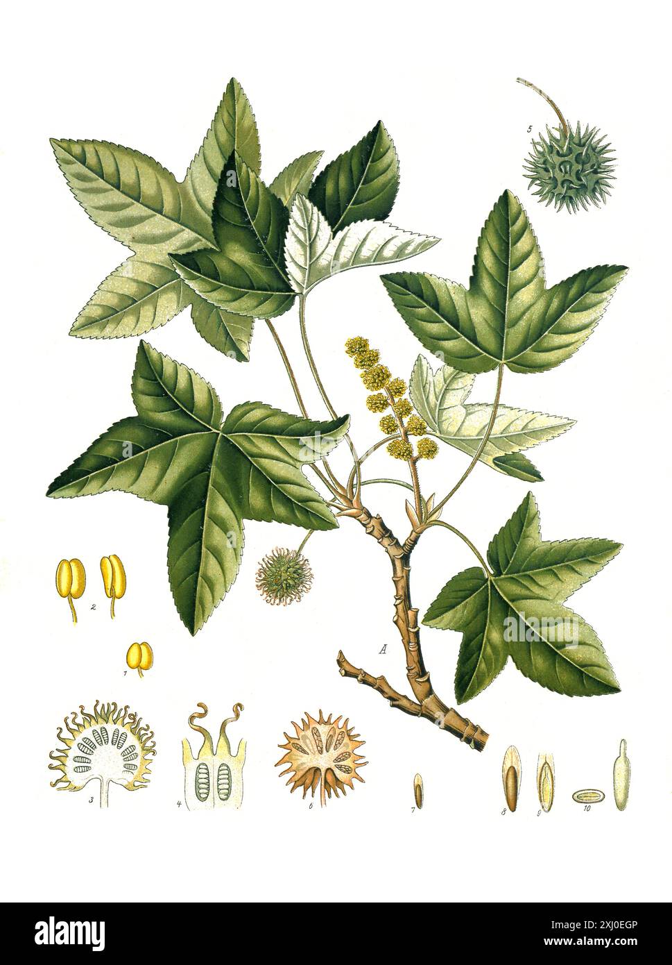Heilpflanze, Orientalische Amberbaum, (Liquidambar orientalis) Laubbaum
