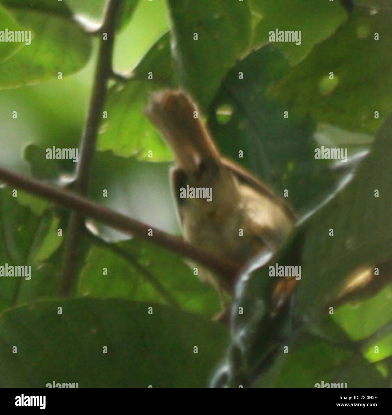 Puff-throated Bulbul (Alophoixus pallidus) Aves Stock Photo