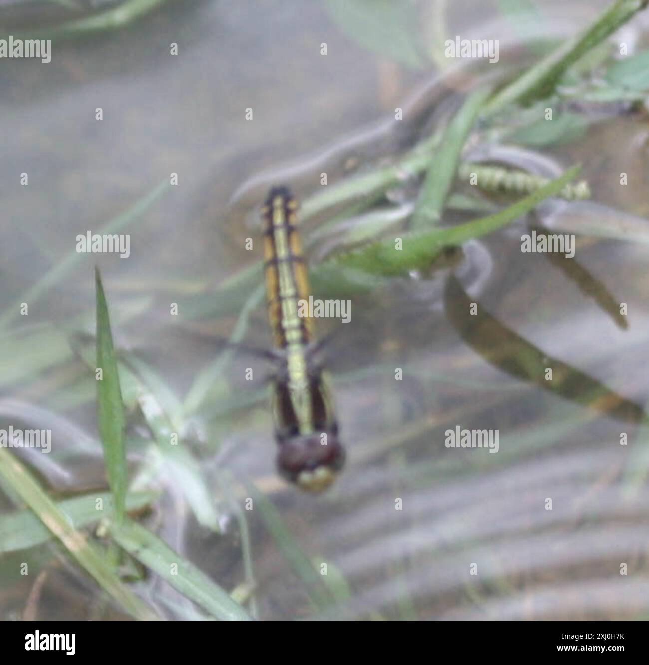 Swampwatcher (Potamarcha congener) Insecta Stock Photo