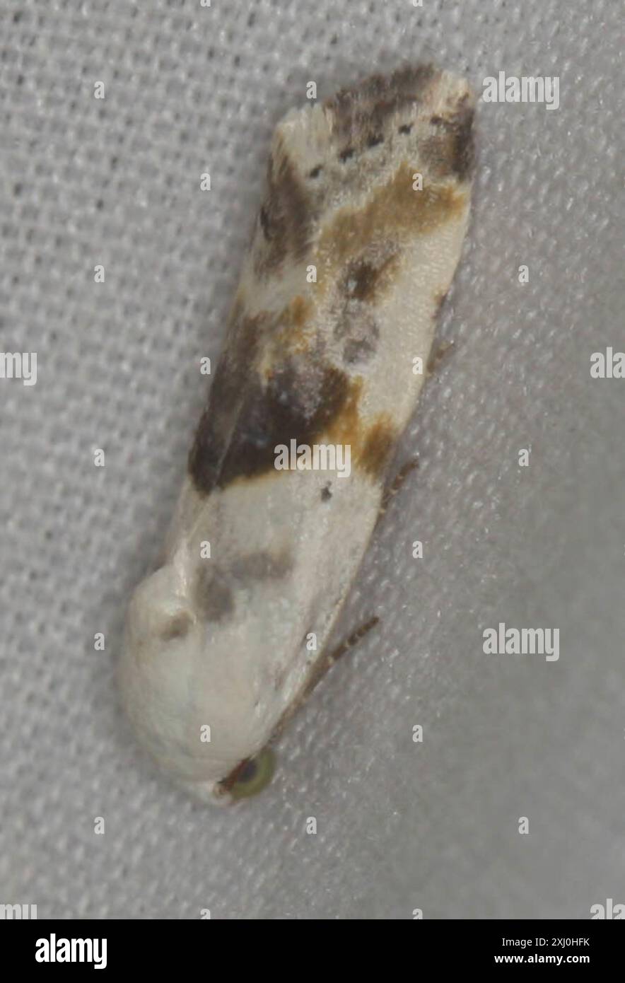 Shaded Insect Olive-shaded Bird-dropping Moth (Ponometia candefacta) Insecta Stock ...