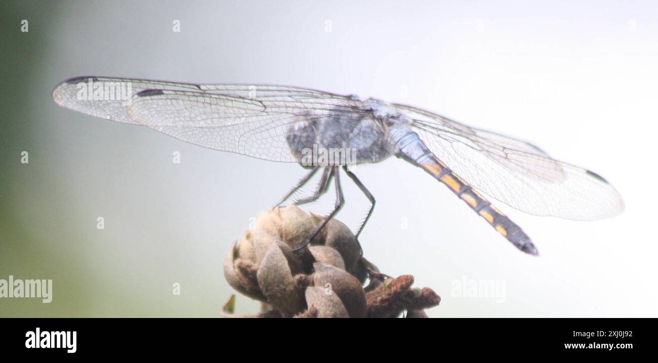 Swampwatcher hi-res stock photography and images - Alamy