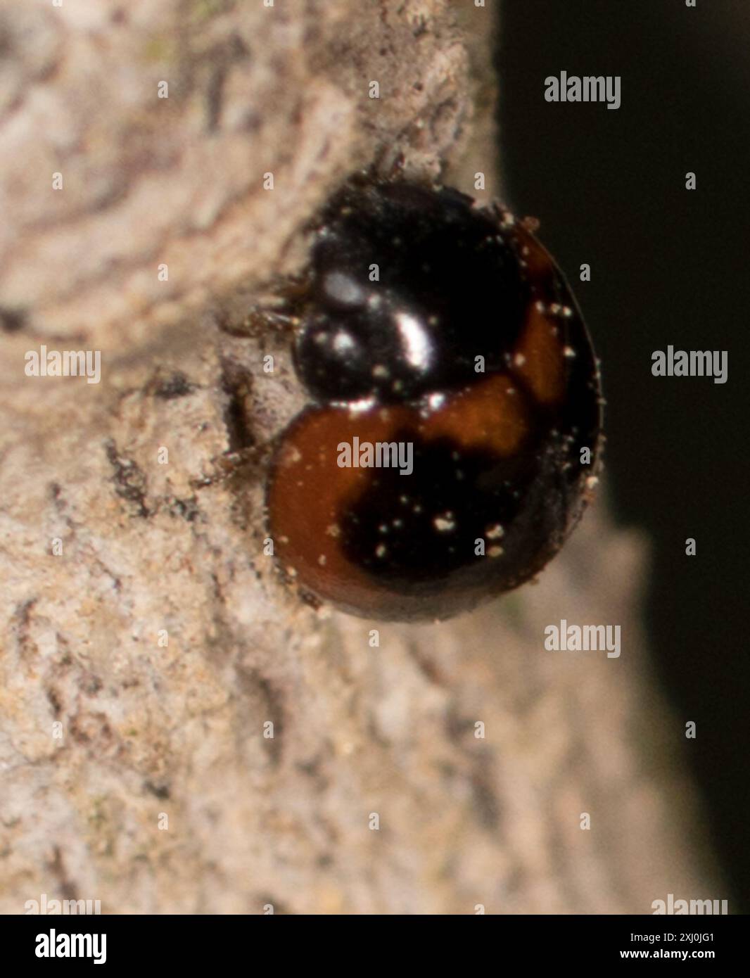 Batman Lady Beetle (Exochomus fasciatus) Insecta Stock Photo - Alamy