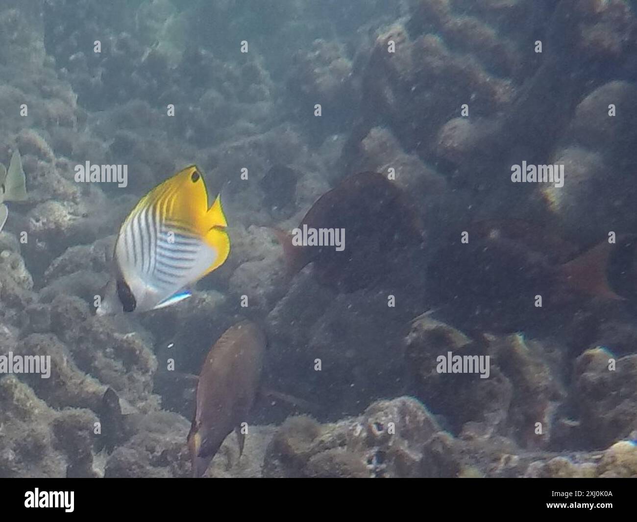 Threadfinbutterfly Fish Threadfin Butterflyfish (Chaetodon auriga) Actinopterygii Stock Photo ...