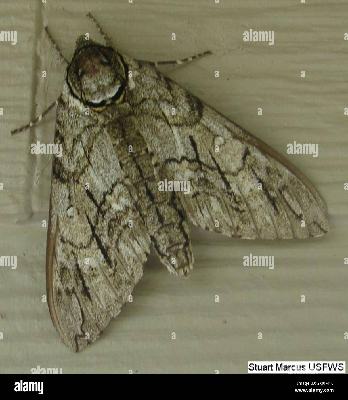 Waved Sphinx (Ceratomia undulosa) Insecta Stock Photo - Alamy