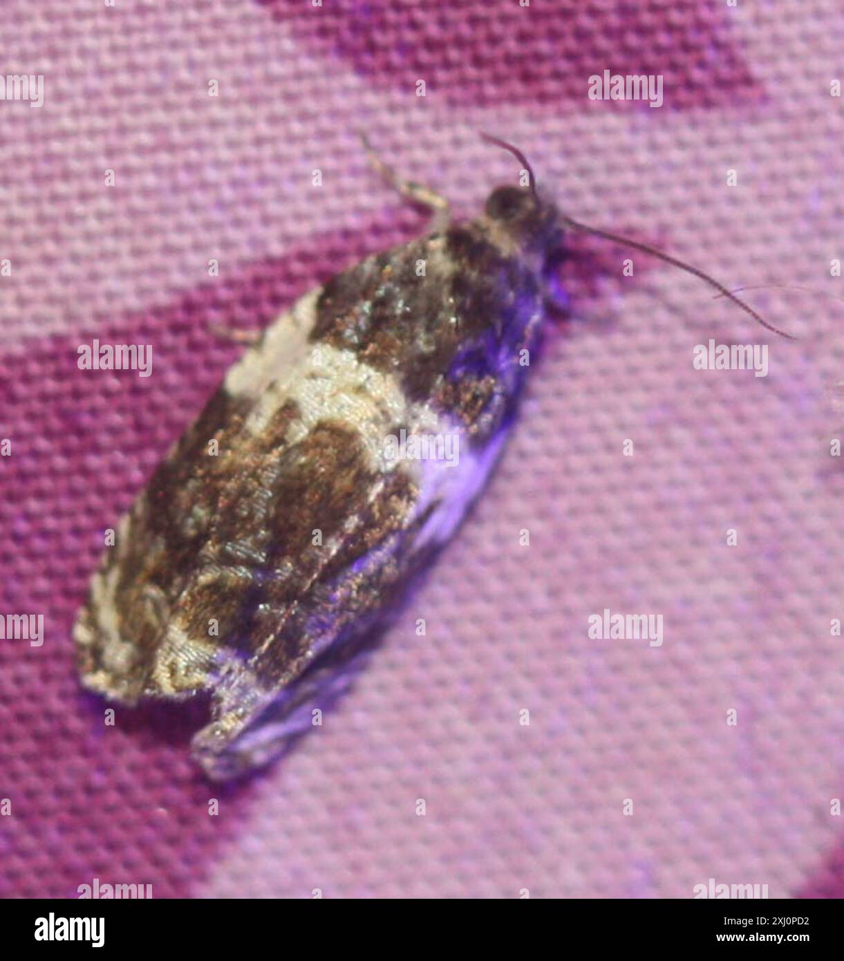 Banded Olethreutes Moth (Olethreutes fasciatana) Insecta Stock Photo ...