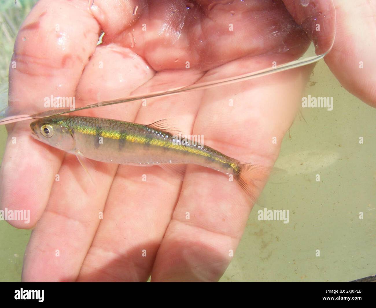 Opsaridium (Opsaridium peringueyi) Actinopterygii Stock Photo - Alamy