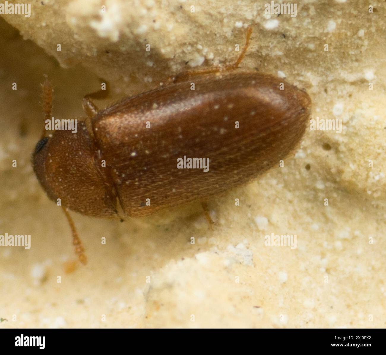 Hairy fungus beetle hi-res stock photography and images - Alamy