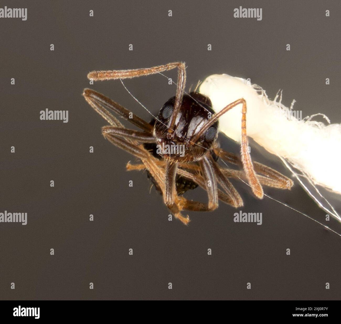 Dark Rover Ant Dark Rover Ant (Brachymyrmex patagonicus) Insecta Stock Photo - Alamy