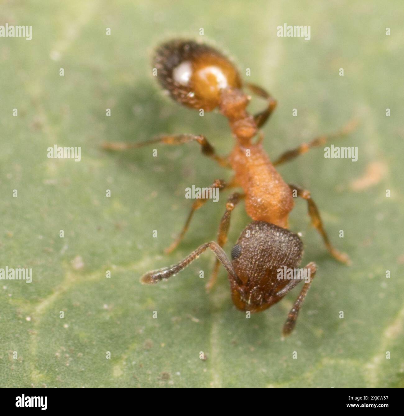(Temnothorax caguatan) Insecta Stock Photo