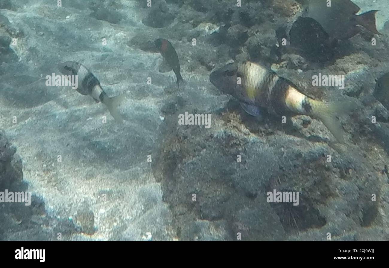 Manybar Goatfish (Parupeneus multifasciatus) Actinopterygii Stock Photo ...