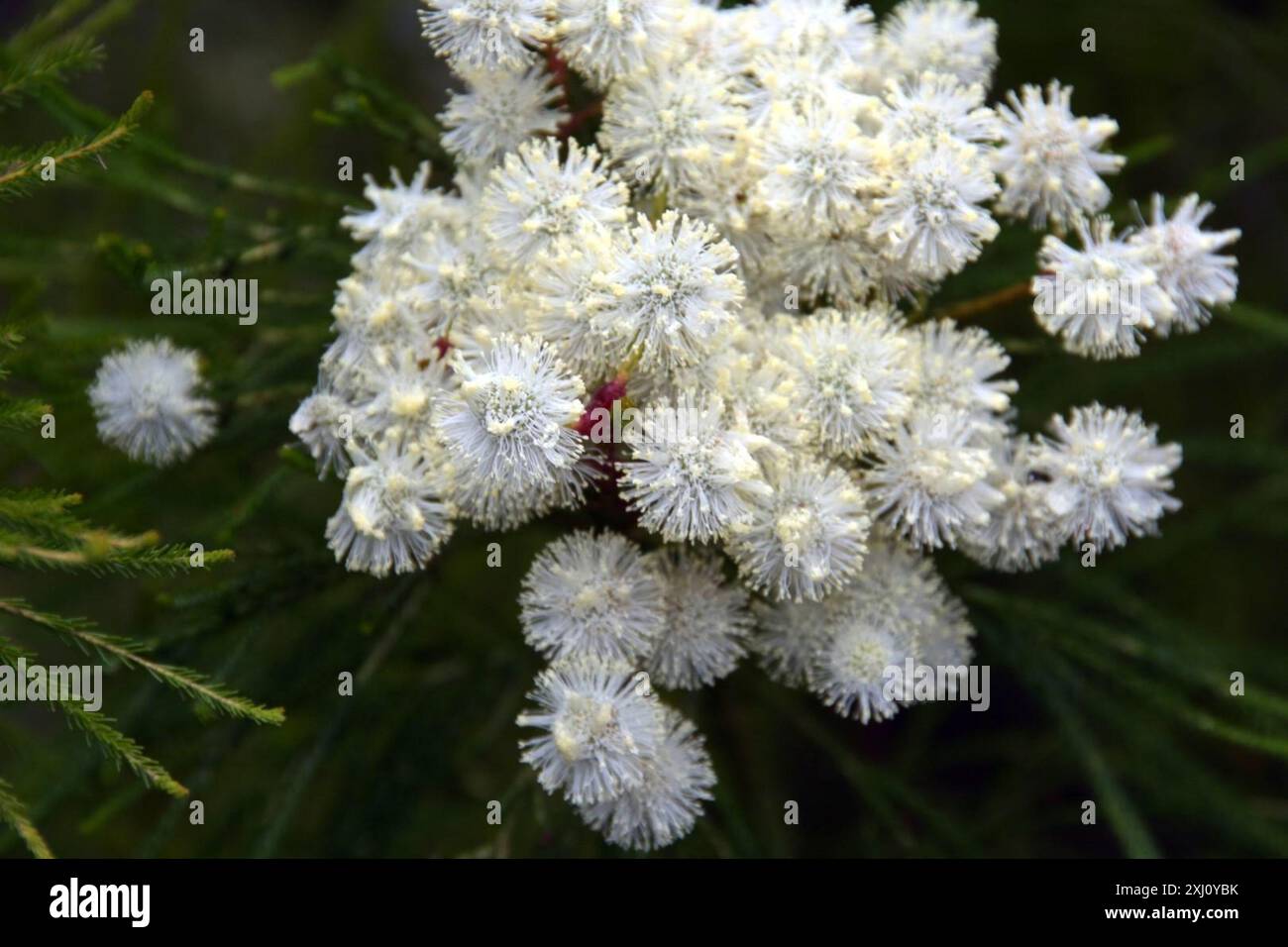 Cone Stompie (Brunia noduliflora) Plantae Stock Photo