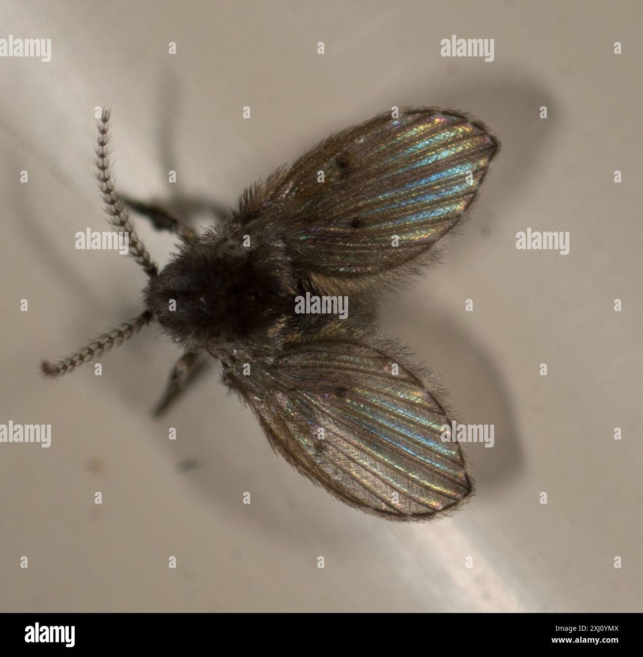 Bathroom Moth Fly (Clogmia albipunctata) Insecta Stock Photo - Alamy