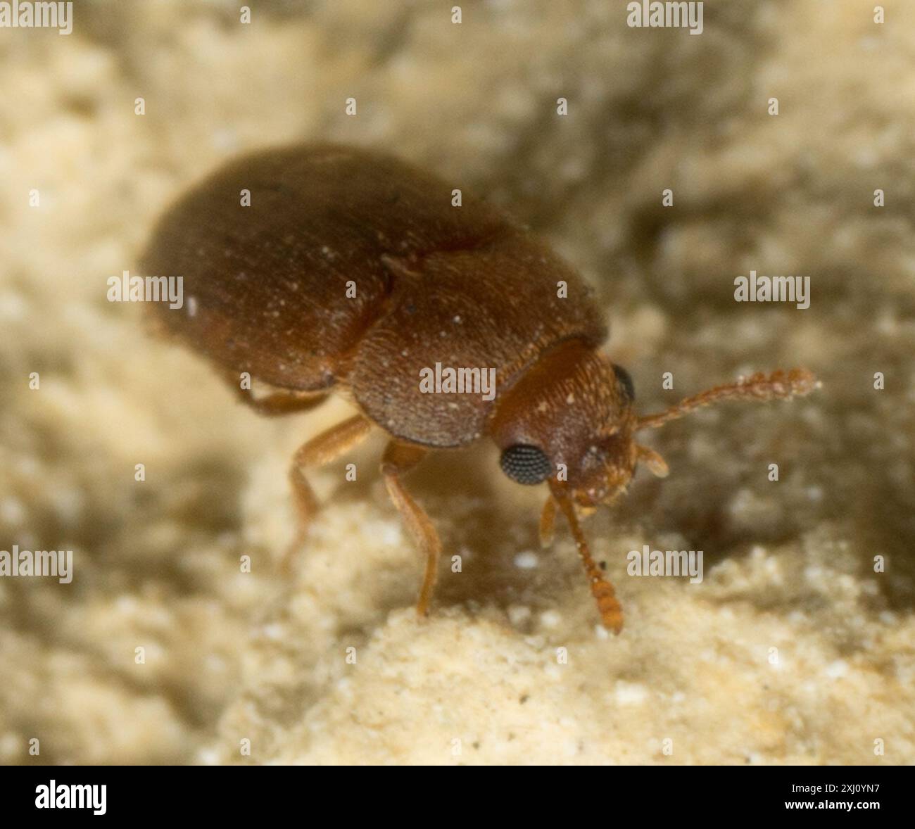 Hairy fungus beetle hi-res stock photography and images - Alamy