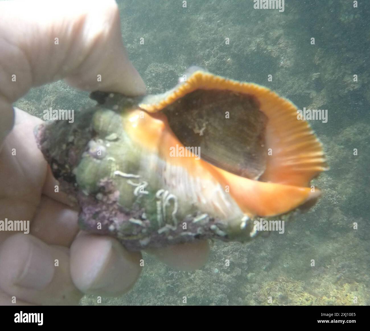Red-mouthed Dog Winkle (Stramonita haemastoma) Mollusca Stock Photo - Alamy