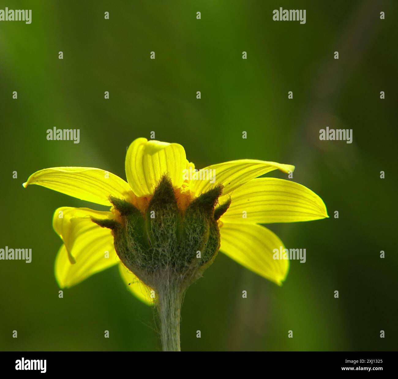 common goldfields (Lasthenia gracilis) Plantae Stock Photo - Alamy
