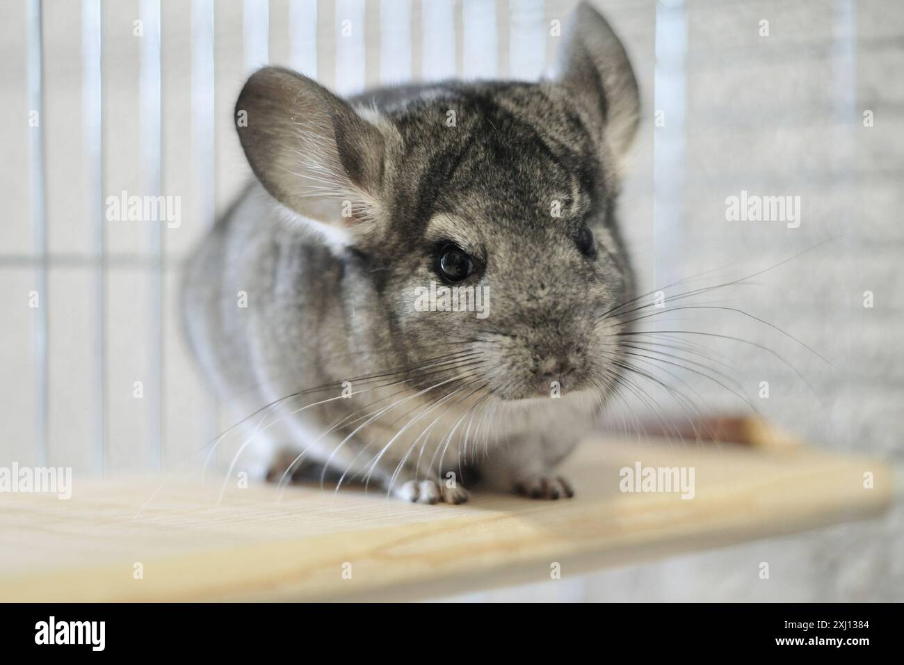 Chinchilla home pet. Fluffy grey rodent sitting on a shelf in metal cage.  Cute animal with long whiskers Stock Photo - Alamy, image size:1300x956