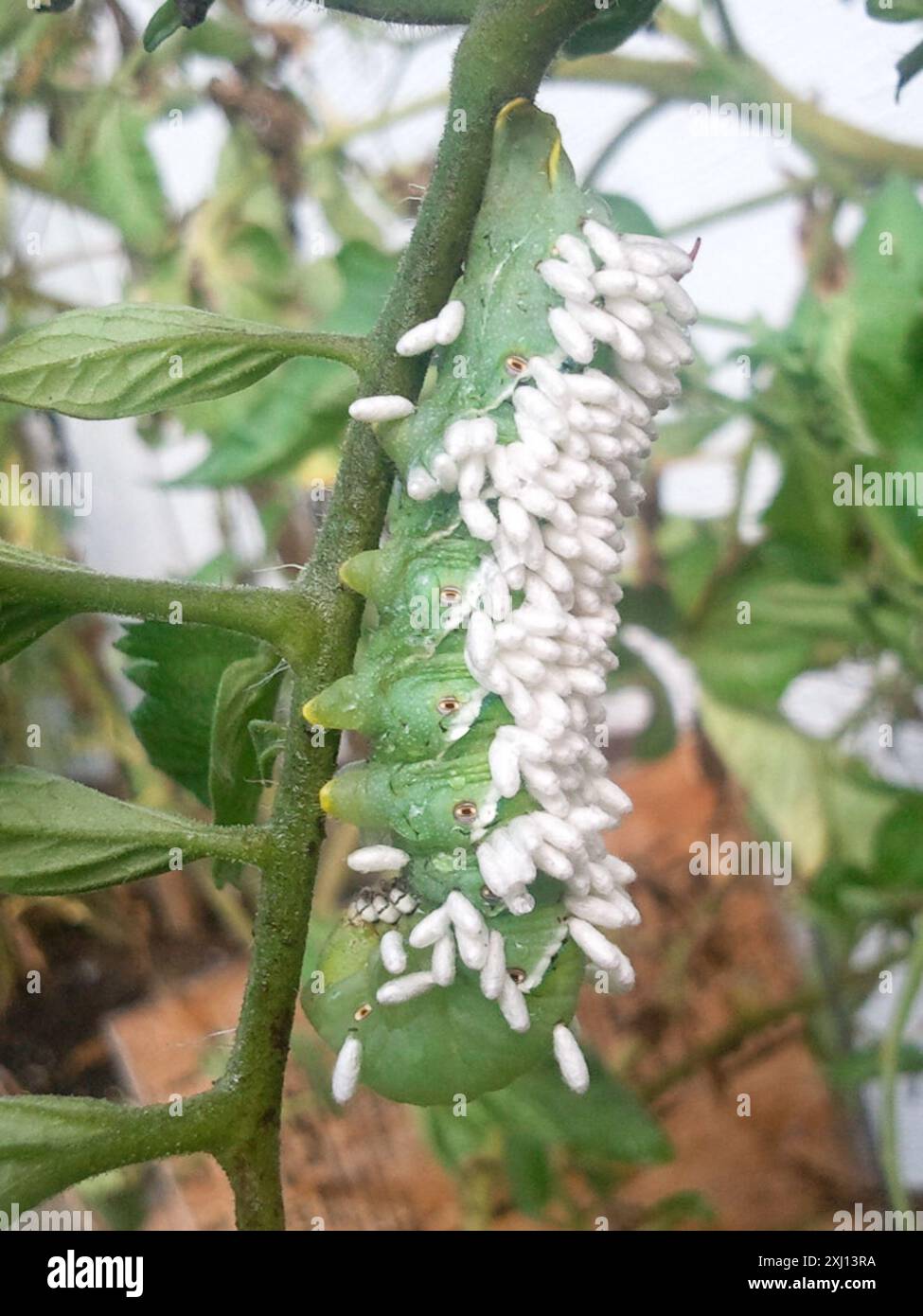 Hornworm Parasitoid Wasp (Cotesia congregata) Insecta Stock Photo - Alamy