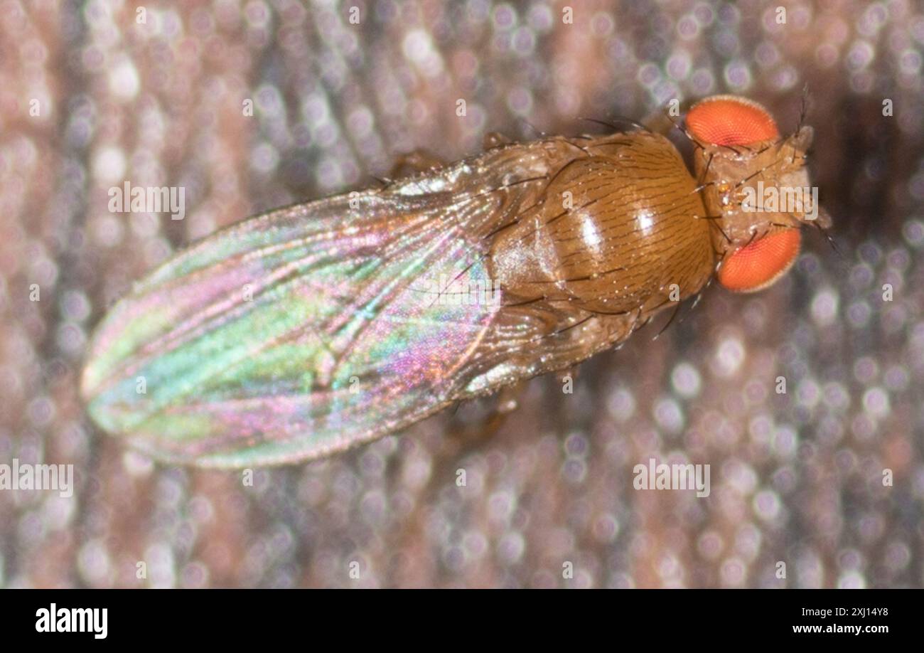 Common Fruit Fly (Drosophila melanogaster) Insecta Stock Photo - Alamy