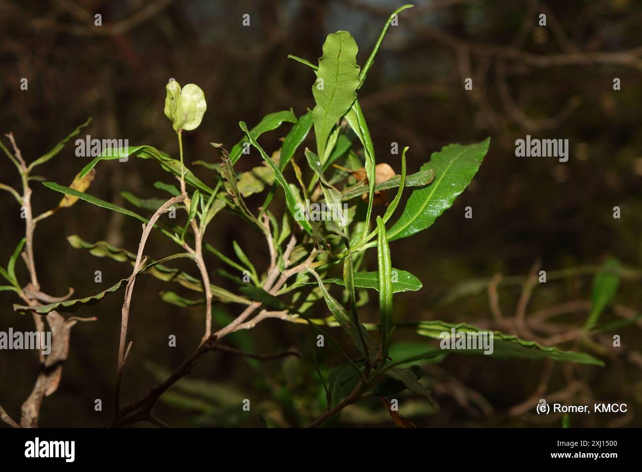 Akeake (Dodonaea viscosa) Plantae Stock Photo - Alamy
