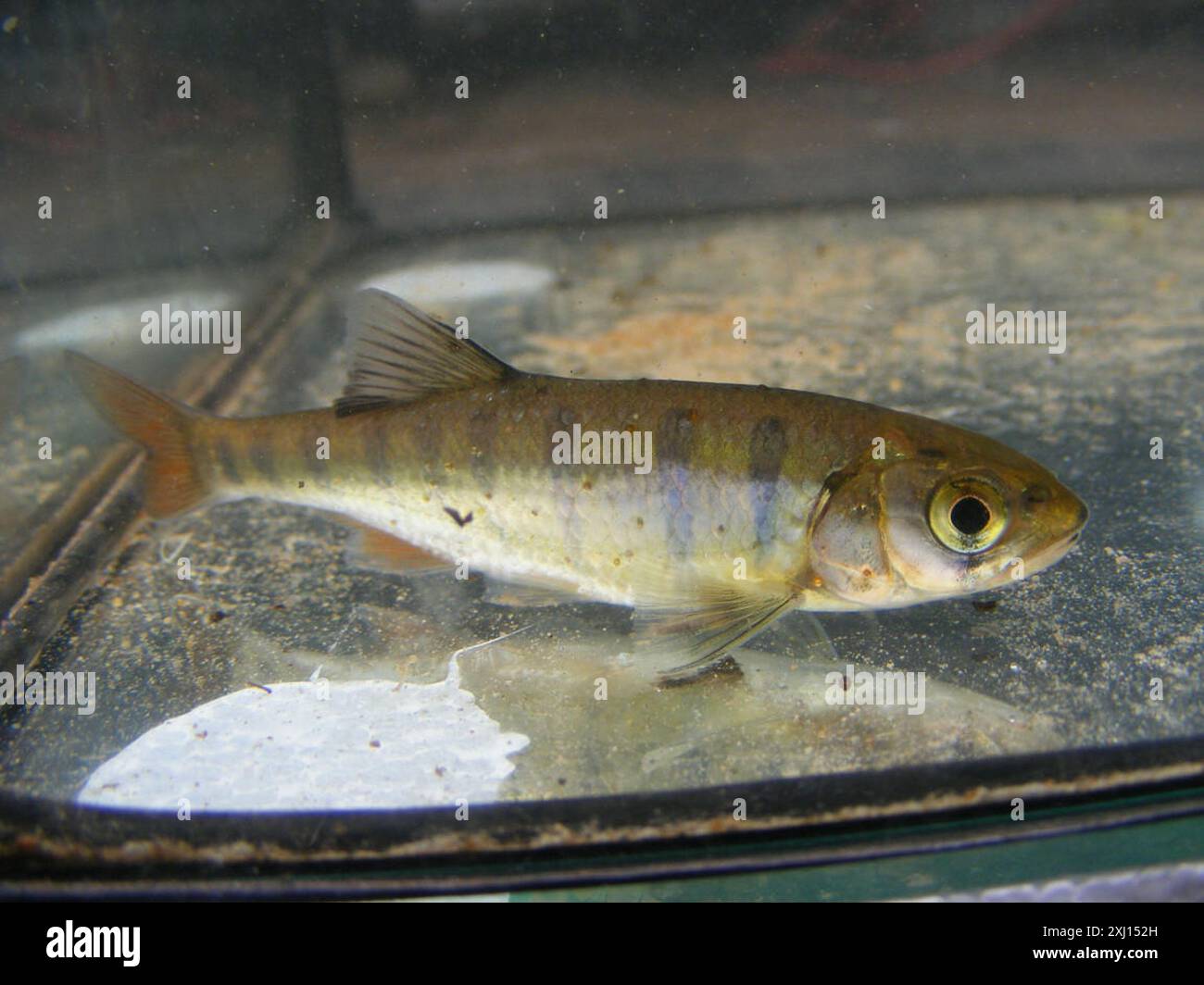 Opsaridium (Opsaridium peringueyi) Actinopterygii Stock Photo - Alamy