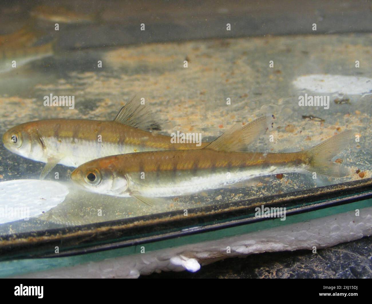Opsaridium (Opsaridium peringueyi) Actinopterygii Stock Photo - Alamy