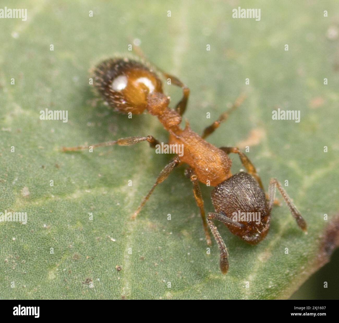 (Temnothorax caguatan) Insecta Stock Photo