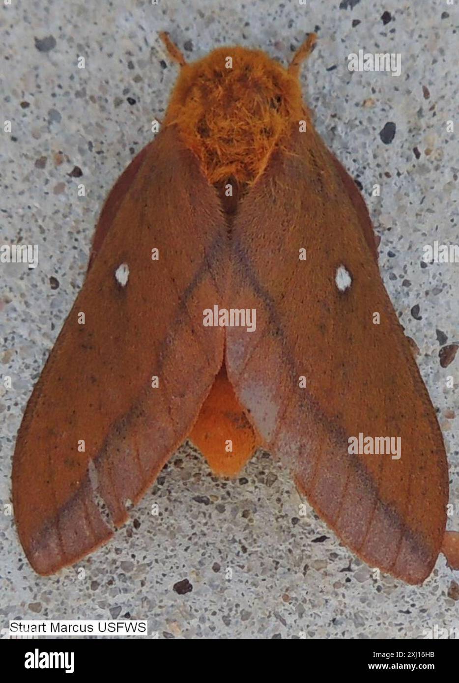 Pink striped oakworm moth hi-res stock photography and images - Alamy