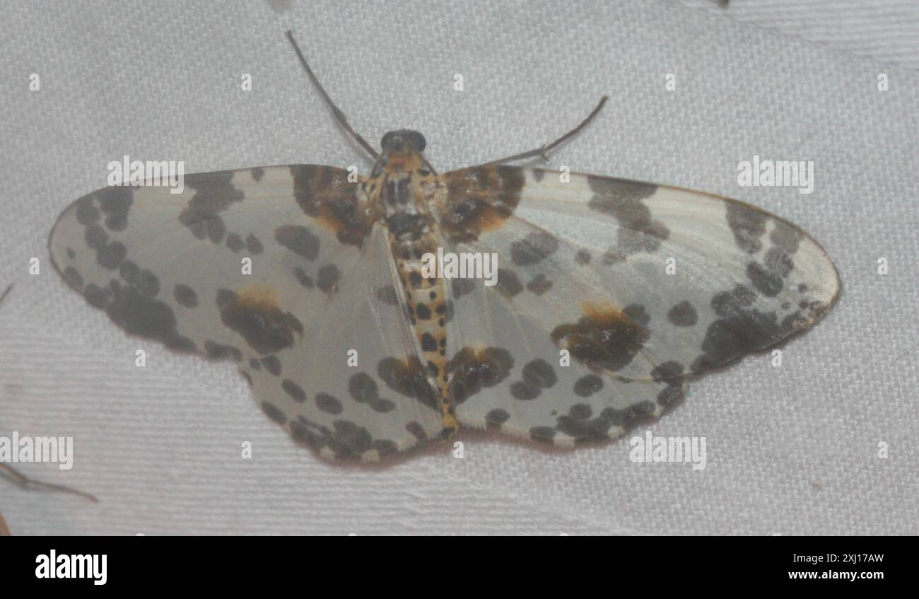 Magpie Moths (Abraxas) Insecta Stock Photo - Alamy