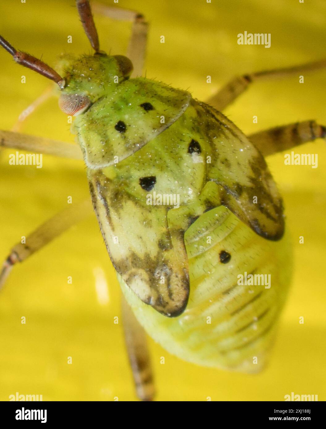 Lygus Bugs (Lygus) Insecta Stock Photo - Alamy