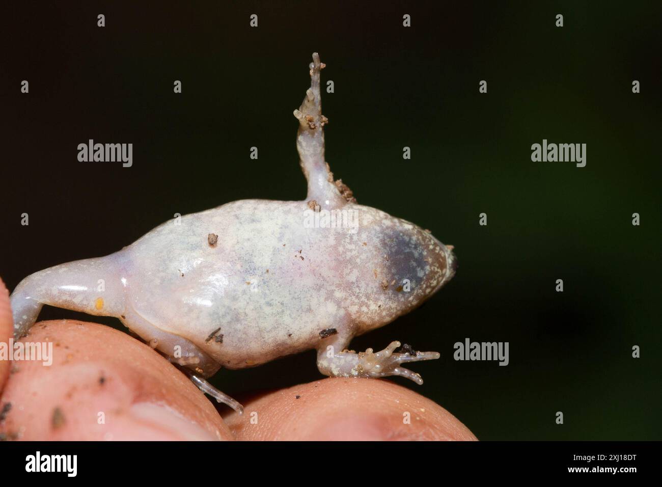 Western Narrow mouthed Toad Gastrophryne Olivacea Amphibia Stock Western Narrow mouthed Toad Gastrophryne Olivacea Amphibia Stock