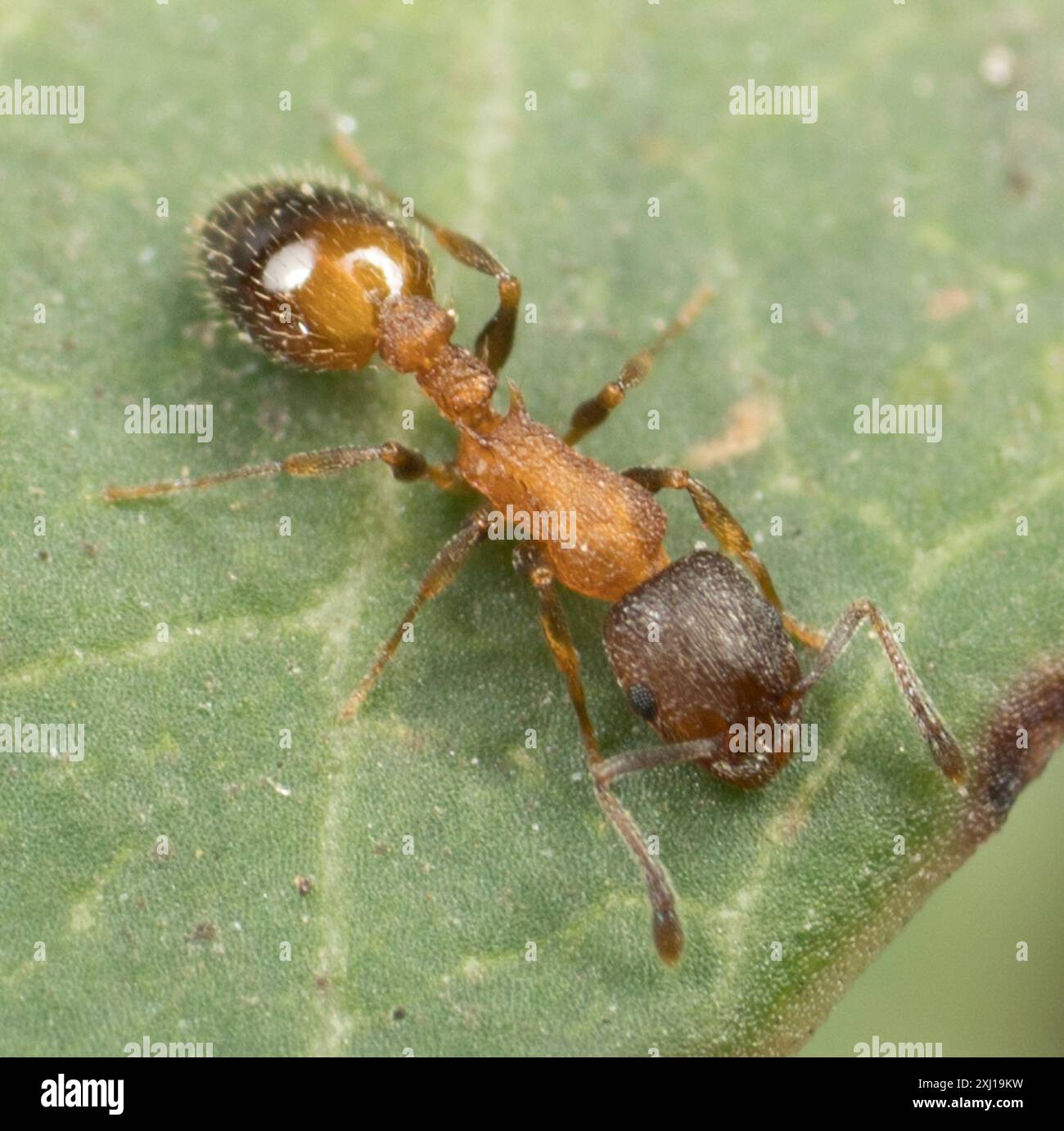 (Temnothorax caguatan) Insecta Stock Photo